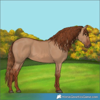 Horse Color:Red Dun Rabicano