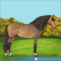Horse Color:Buckskin 