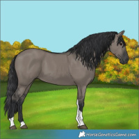 Horse Color:Grullo Tobiano
