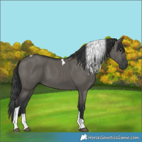 Horse Color:Grullo Tobiano