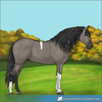 Horse Color:Grullo Tobiano