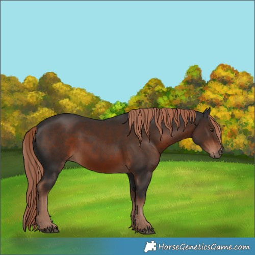 Horse Color:Liver Chestnut