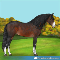 Horse Color:Brown 