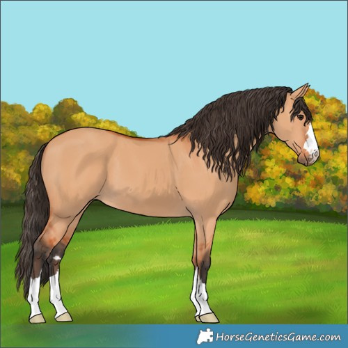 Horse Color:Bay Dun 