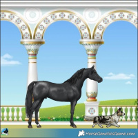 Horse Color:Black Rabicano 