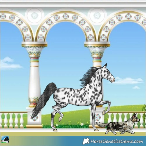 Horse Color:Black Appaloosa Rabicano 