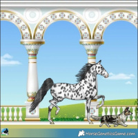 Horse Color:Black Appaloosa Rabicano 