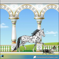 Horse Color:Black Near Leopard Rabicano