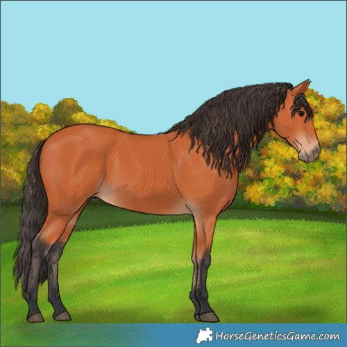 Horse Color:Bay 