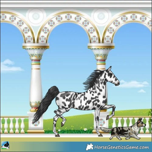 Horse Color:Black Appaloosa Rabicano 