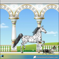 Horse Color:Black Appaloosa Rabicano
