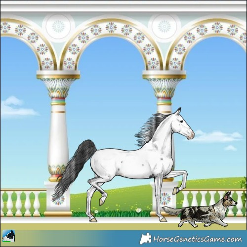 Horse Color:Black Appaloosa Rabicano