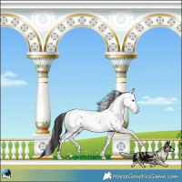 Horse Color:Black Near Fewspot Rabicano