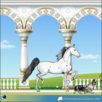 Horse Color:Black Appaloosa Rabicano 