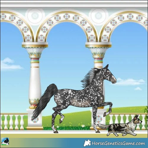Horse Color:Black Appaloosa Rabicano