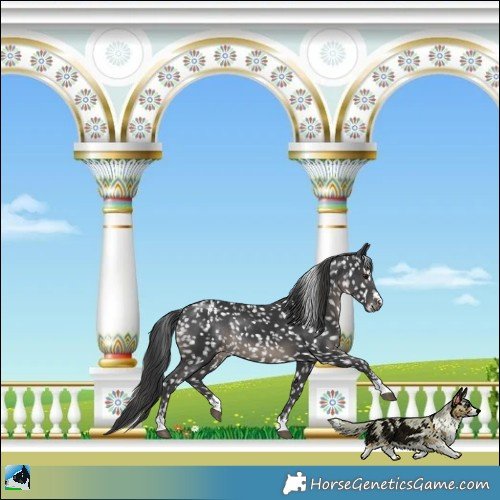 Horse Color:Black Snowcap Rabicano 