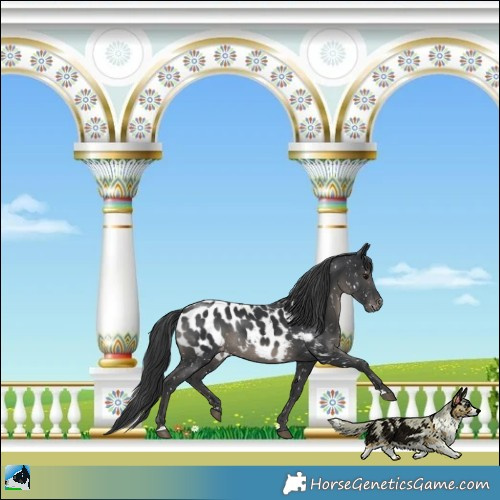 Horse Color:Black Appaloosa Rabicano 