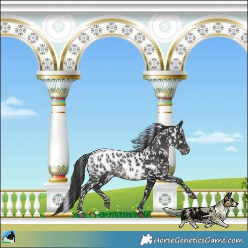 Horse Color:Black Near Leopard Rabicano
