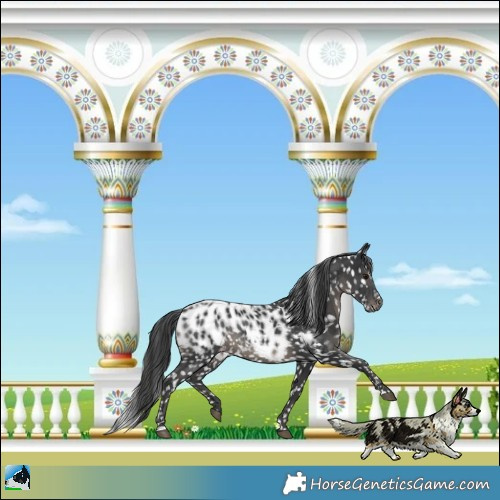 Horse Color:Black Appaloosa Rabicano
