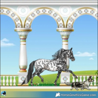 Horse Color:Black Near Leopard Rabicano 