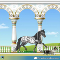 Horse Color:Black Appaloosa Rabicano 