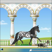 Horse Color:Black Appaloosa Rabicano 