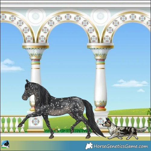 Horse Color:Black Appaloosa Rabicano 