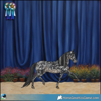 Horse Color:Black Appaloosa Rabicano 