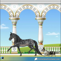 Horse Color:Black Appaloosa Rabicano