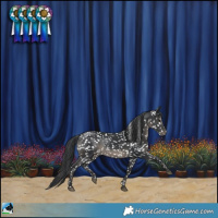 Horse Color:Black Appaloosa Rabicano 