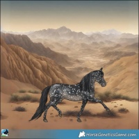 Horse Color:Black Appaloosa Rabicano