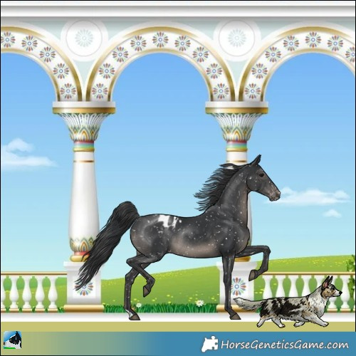 Horse Color:Black Appaloosa Rabicano 