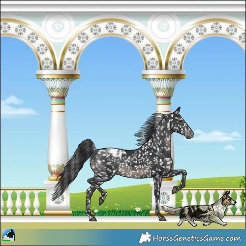 Horse Color:Black Appaloosa Rabicano