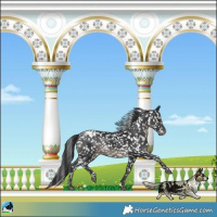 Horse Color:Black Blanket Rabicano
