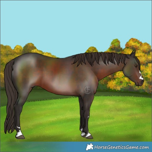 Horse Color:Liver Chestnut