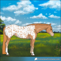 Horse Color:Chestnut Tobiano Appaloosa 