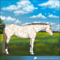 Horse Color:Buckskin Tobiano Near Leopard 