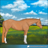Horse Color:Chestnut Tobiano Appaloosa 