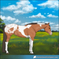 Horse Color:Bay Tobiano Frame Blanket 