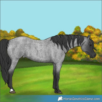 Horse Color:Blue Roan 