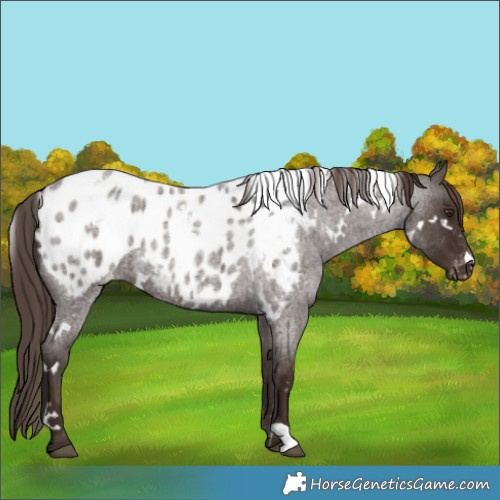 Horse Color:White Spotted Liver Red Roan Appaloosa