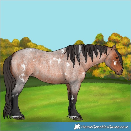 Horse Color:White Spotted Bay Roan