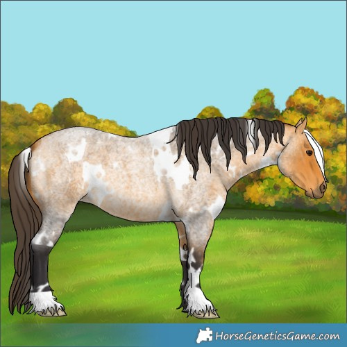 Horse Color:White Spotted Buckskin Roan