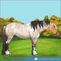 Horse Color:White Spotted Buckskin Roan 