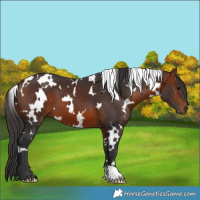 Horse Color:White Spotted Bay 