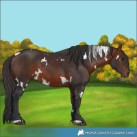 Horse Color:White Spotted Bay 