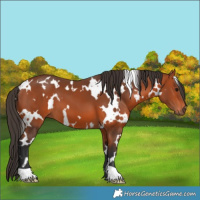 Horse Color:White Spotted Bay 