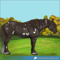 Horse Color:White Spotted Liver Chestnut 