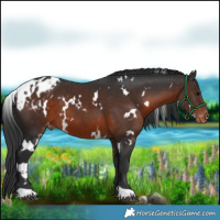 Horse Color:White Spotted Brown Appaloosa
