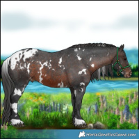 Horse Color:White Spotted Brown Appaloosa 